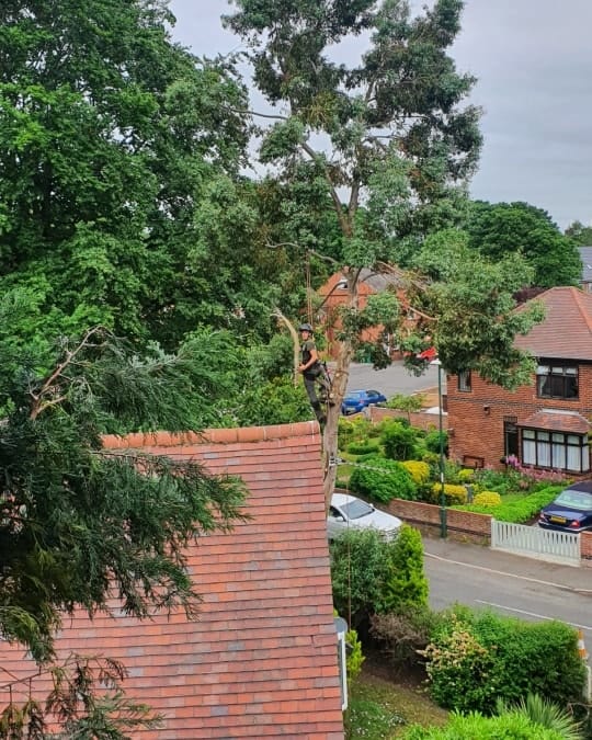 tree surgeon nottingham